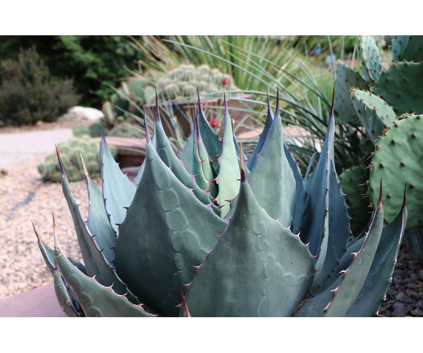 Havard's Century Plant